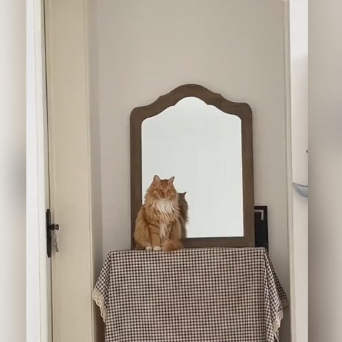 Long-haired orange cat resting on a suction cup window hammock mounted to apartment glass, showing all four suction cups and the support cords